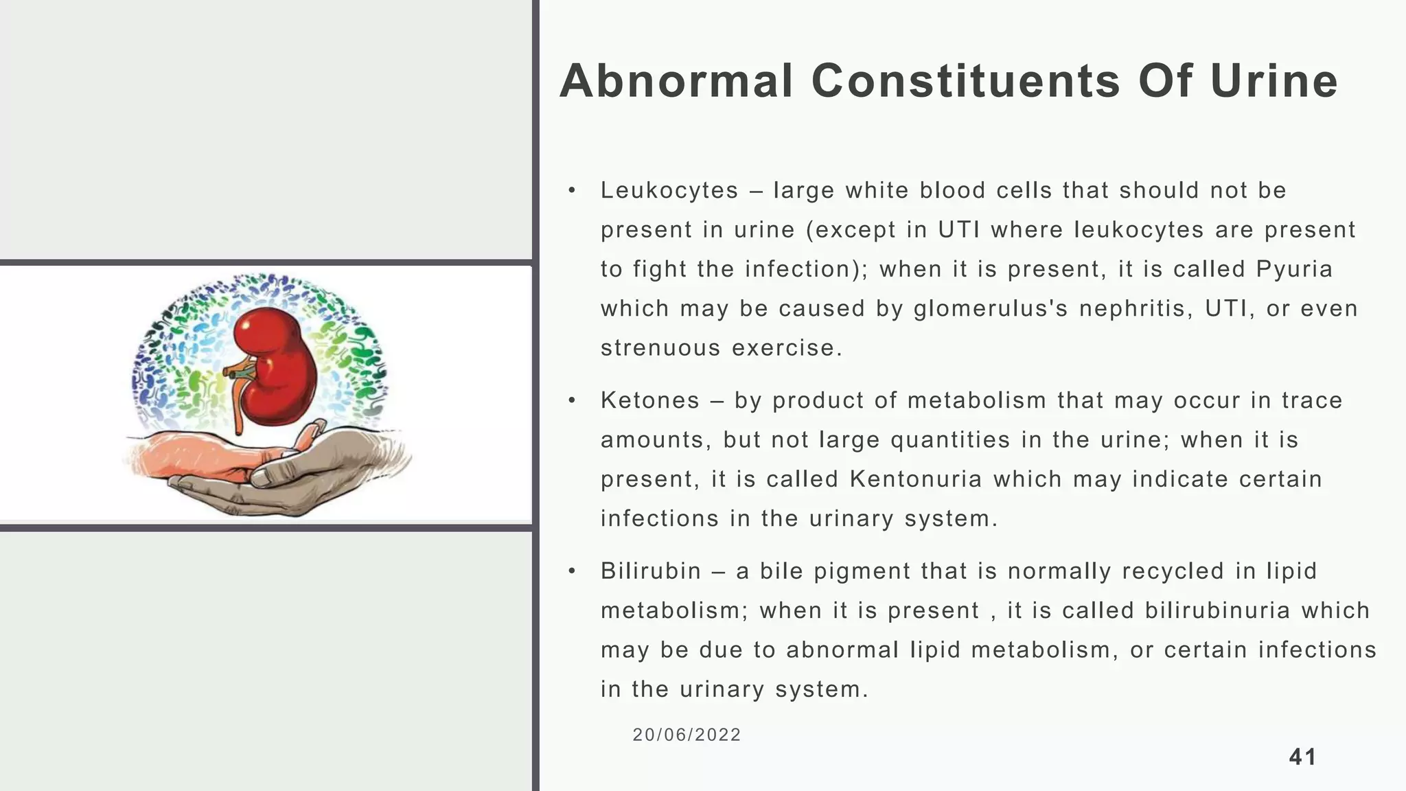 Abnormal Constituents Of Urine
• Leukocytes – large white blood cells that should not be
present in urine (except in UTI where leukocytes are present
to fight the infection); when it is present, it is called Pyuria
which may be caused by glomerulus's nephritis, UTI, or even
strenuous exercise.
• Ketones – by product of metabolism that may occur in trace
amounts, but not large quantities in the urine; when it is
present, it is called Kentonuria which may indicate certain
infections in the urinary system.
• Bilirubin – a bile pigment that is normally recycled in lipid
metabolism; when it is present , it is called bilirubinuria which
may be due to abnormal lipid metabolism, or certain infections
in the urinary system.
20/06/2022
41
 
