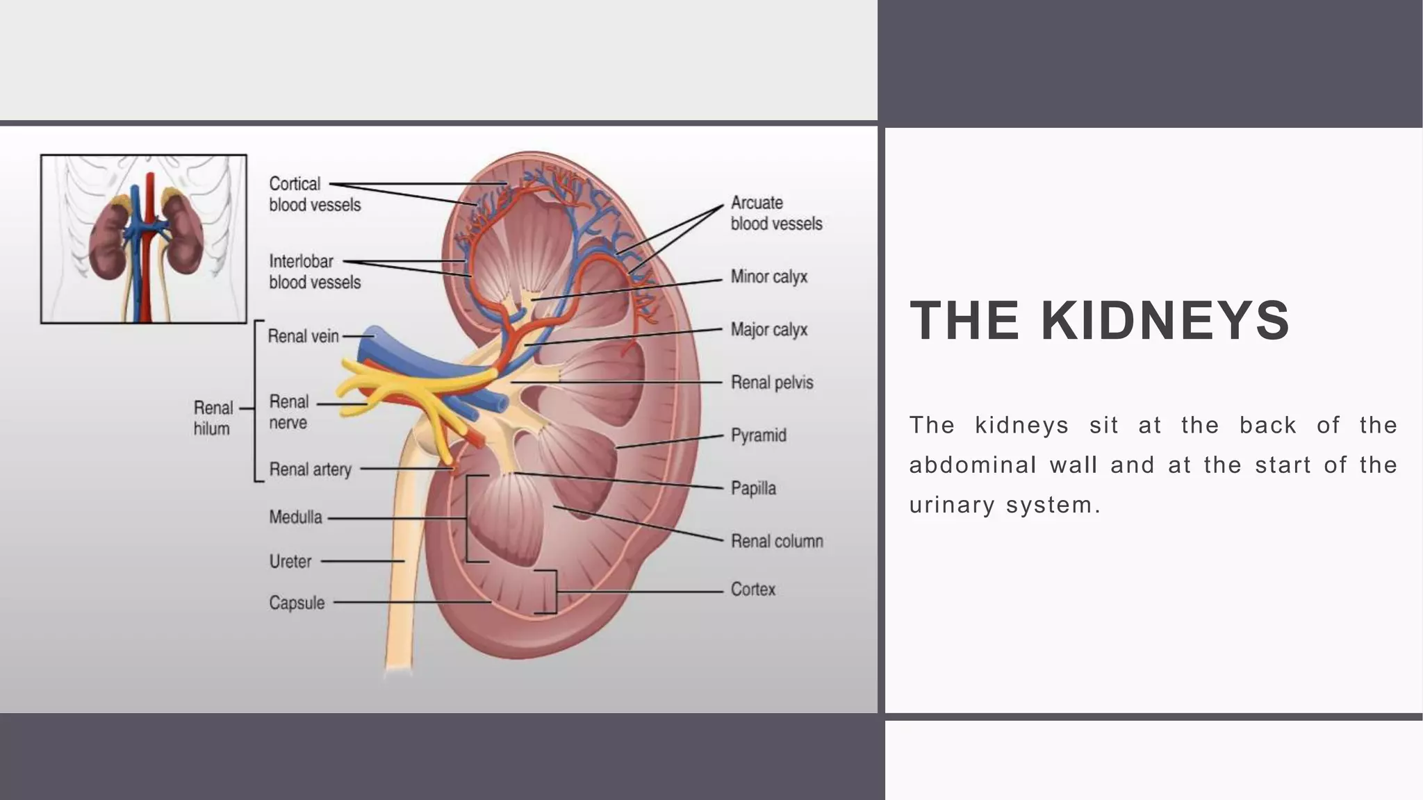 THE KIDNEYS
The kidneys sit at the back of the
abdominal wall and at the start of the
urinary system.
 