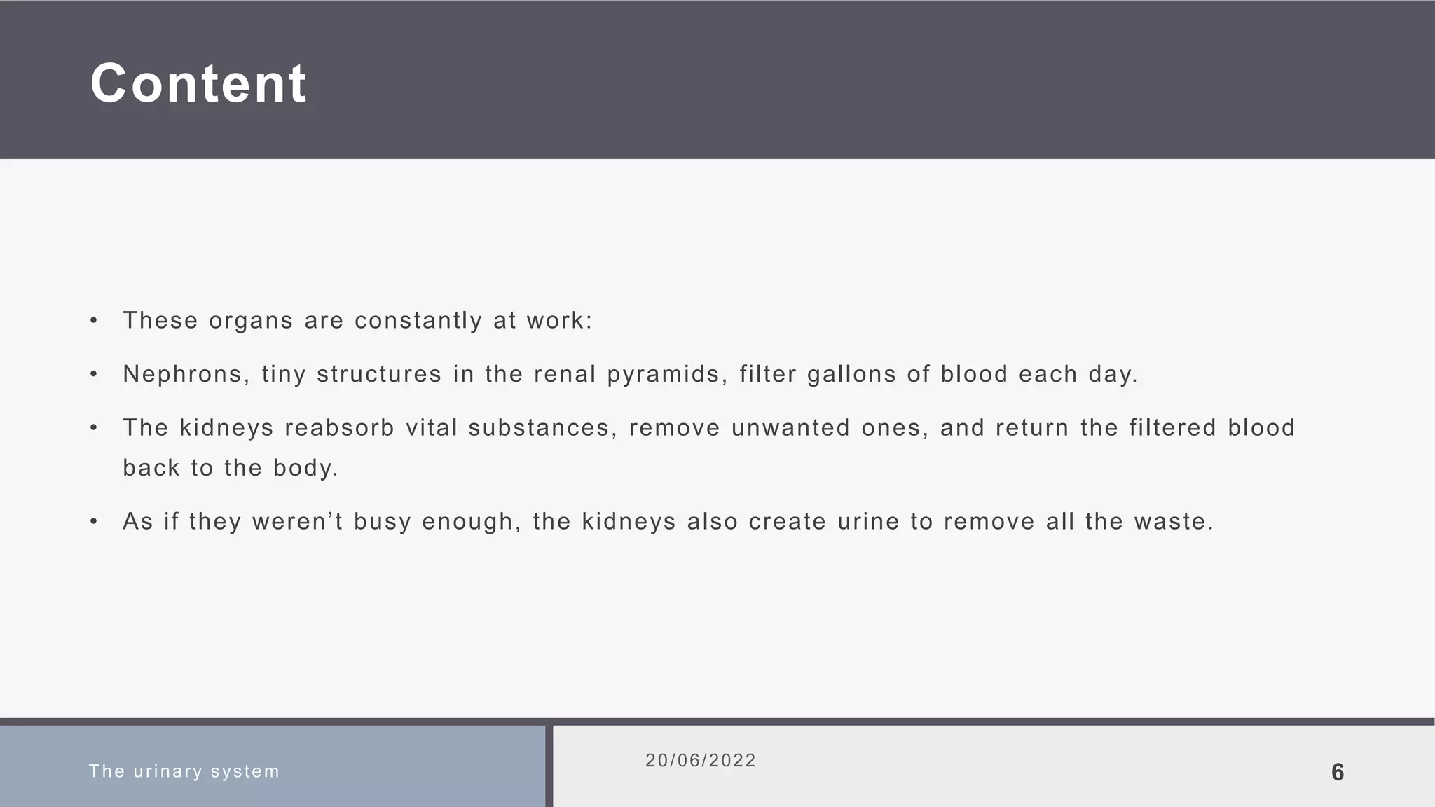 Content
• These organs are constantly at work:
• Nephrons, tiny structures in the renal pyramids, filter gallons of blood each day.
• The kidneys reabsorb vital substances, remove unwanted ones, and return the filtered blood
back to the body.
• As if they weren’t busy enough, the kidneys also create urine to remove all the waste.
The urinary system
20/06/2022
6
 