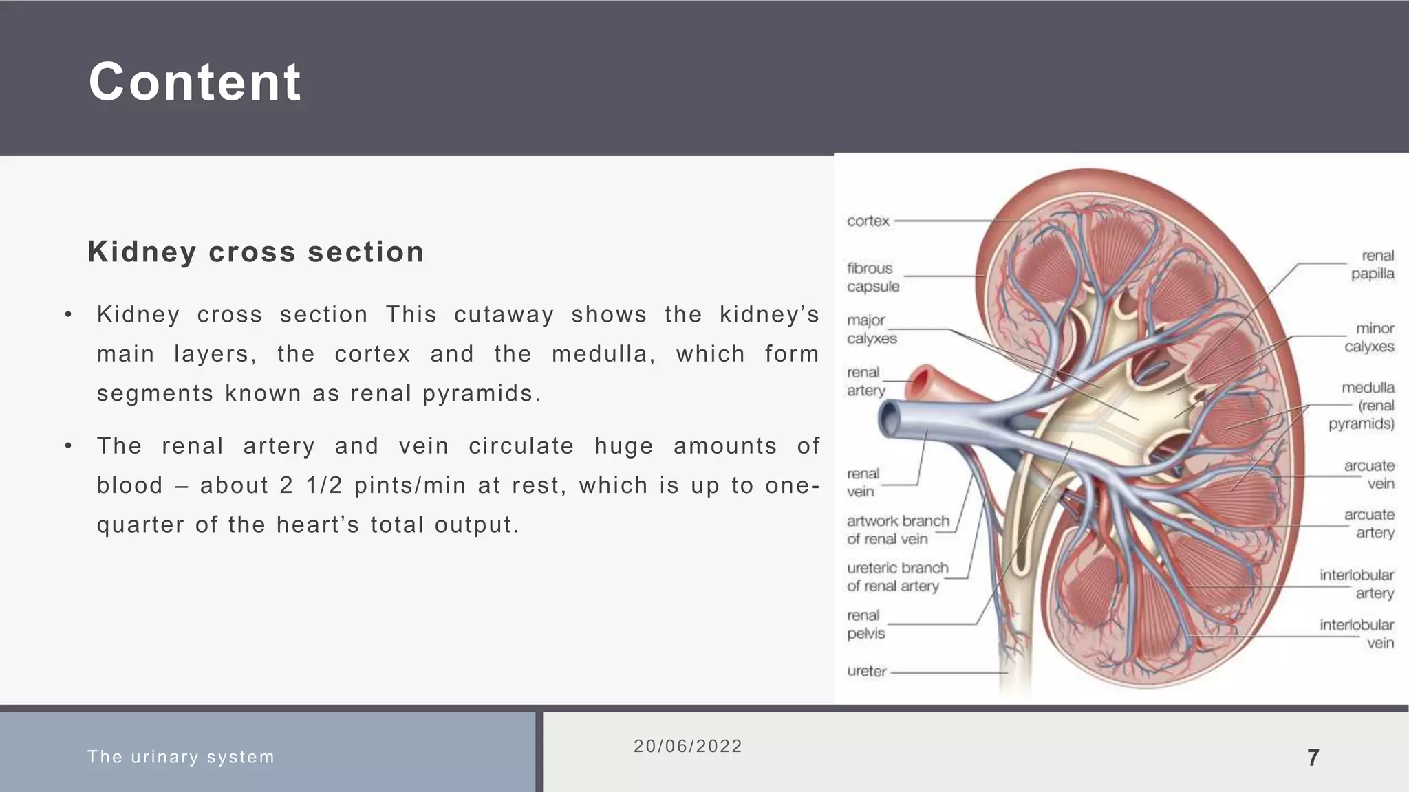 Content
• Kidney cross section This cutaway shows the kidney’s
main layers, the cortex and the medulla, which form
segments known as renal pyramids.
• The renal artery and vein circulate huge amounts of
blood – about 2 1/2 pints/min at rest, which is up to one-
quarter of the heart’s total output.
The urinary system
20/06/2022
7
Kidney cross section
 