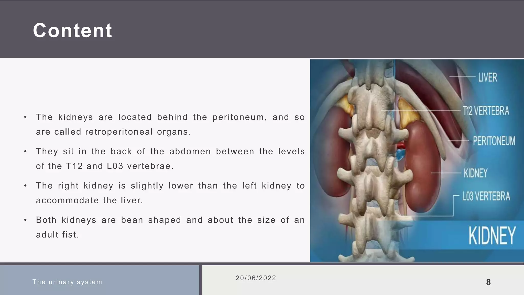 Content
• The kidneys are located behind the peritoneum, and so
are called retroperitoneal organs.
• They sit in the back of the abdomen between the levels
of the T12 and L03 vertebrae.
• The right kidney is slightly lower than the left kidney to
accommodate the liver.
• Both kidneys are bean shaped and about the size of an
adult fist.
The urinary system
20/06/2022
8
 