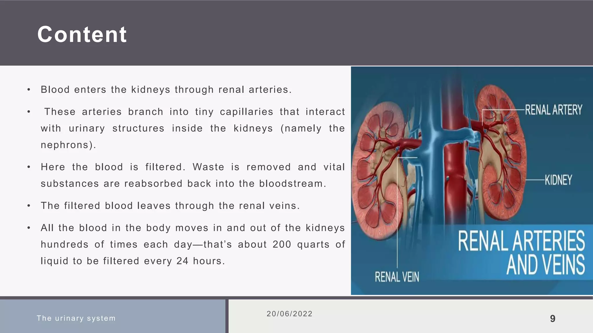Content
• Blood enters the kidneys through renal arteries.
• These arteries branch into tiny capillaries that interact
with urinary structures inside the kidneys (namely the
nephrons).
• Here the blood is filtered. Waste is removed and vital
substances are reabsorbed back into the bloodstream.
• The filtered blood leaves through the renal veins.
• All the blood in the body moves in and out of the kidneys
hundreds of times each day—that’s about 200 quarts of
liquid to be filtered every 24 hours.
The urinary system
20/06/2022
9
 