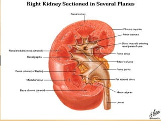 Comprehensive Overview of Urinary System Physiology and Renal Function ...