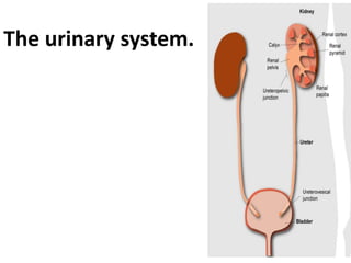 The urinary system.
 