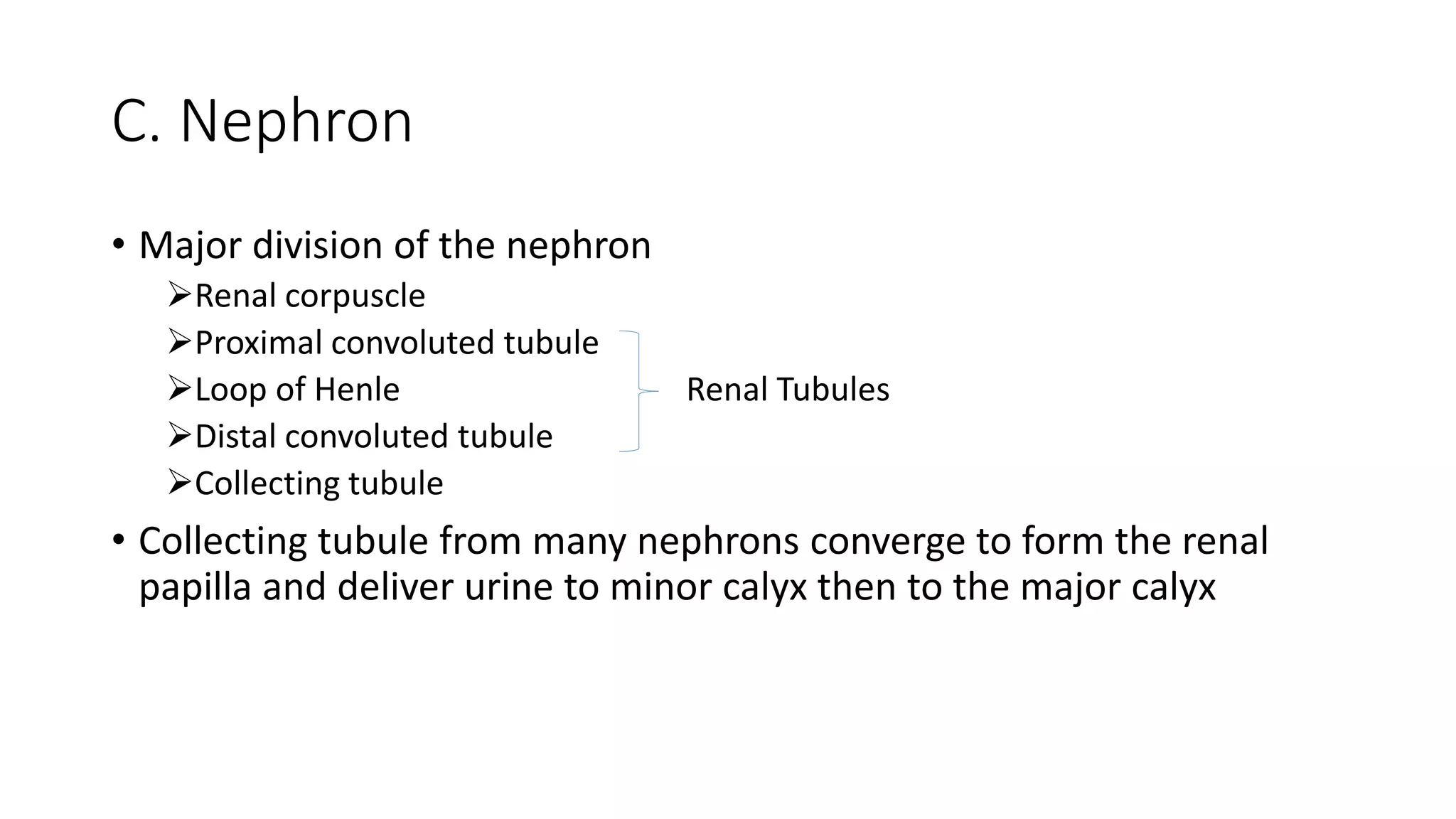 C. Nephron
• Major division of the nephron
Renal corpuscle
Proximal convoluted tubule
Loop of Henle Renal Tubules
Distal convoluted tubule
Collecting tubule
• Collecting tubule from many nephrons converge to form the renal
papilla and deliver urine to minor calyx then to the major calyx
 