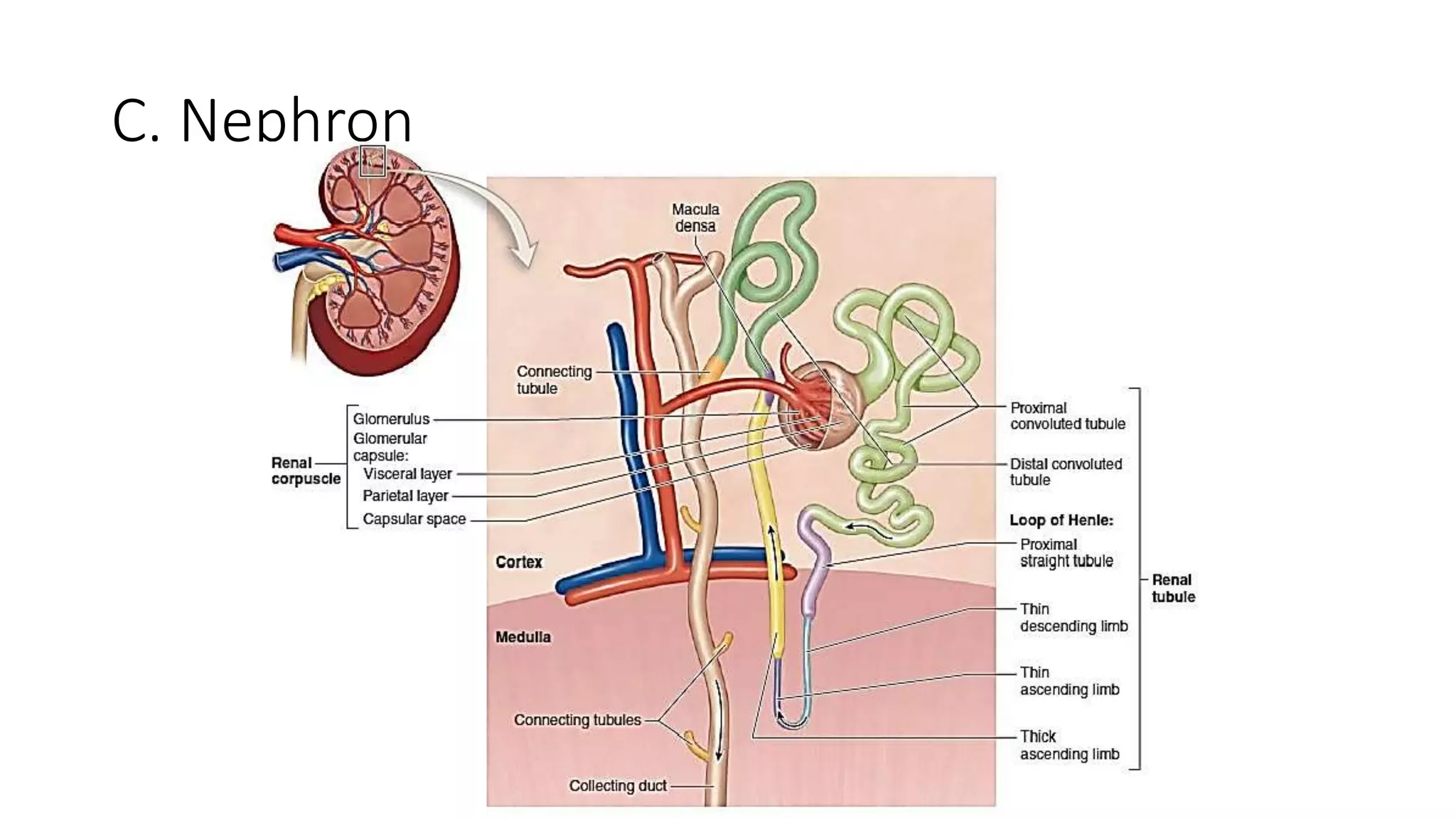 C. Nephron
 