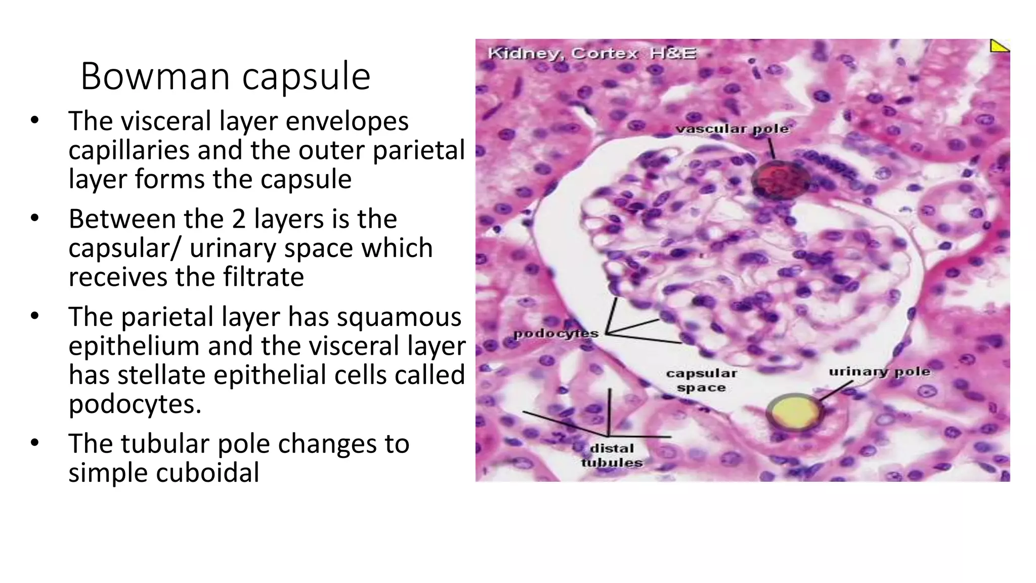 Bowman capsule
• The visceral layer envelopes
capillaries and the outer parietal
layer forms the capsule
• Between the 2 layers is the
capsular/ urinary space which
receives the filtrate
• The parietal layer has squamous
epithelium and the visceral layer
has stellate epithelial cells called
podocytes.
• The tubular pole changes to
simple cuboidal
 