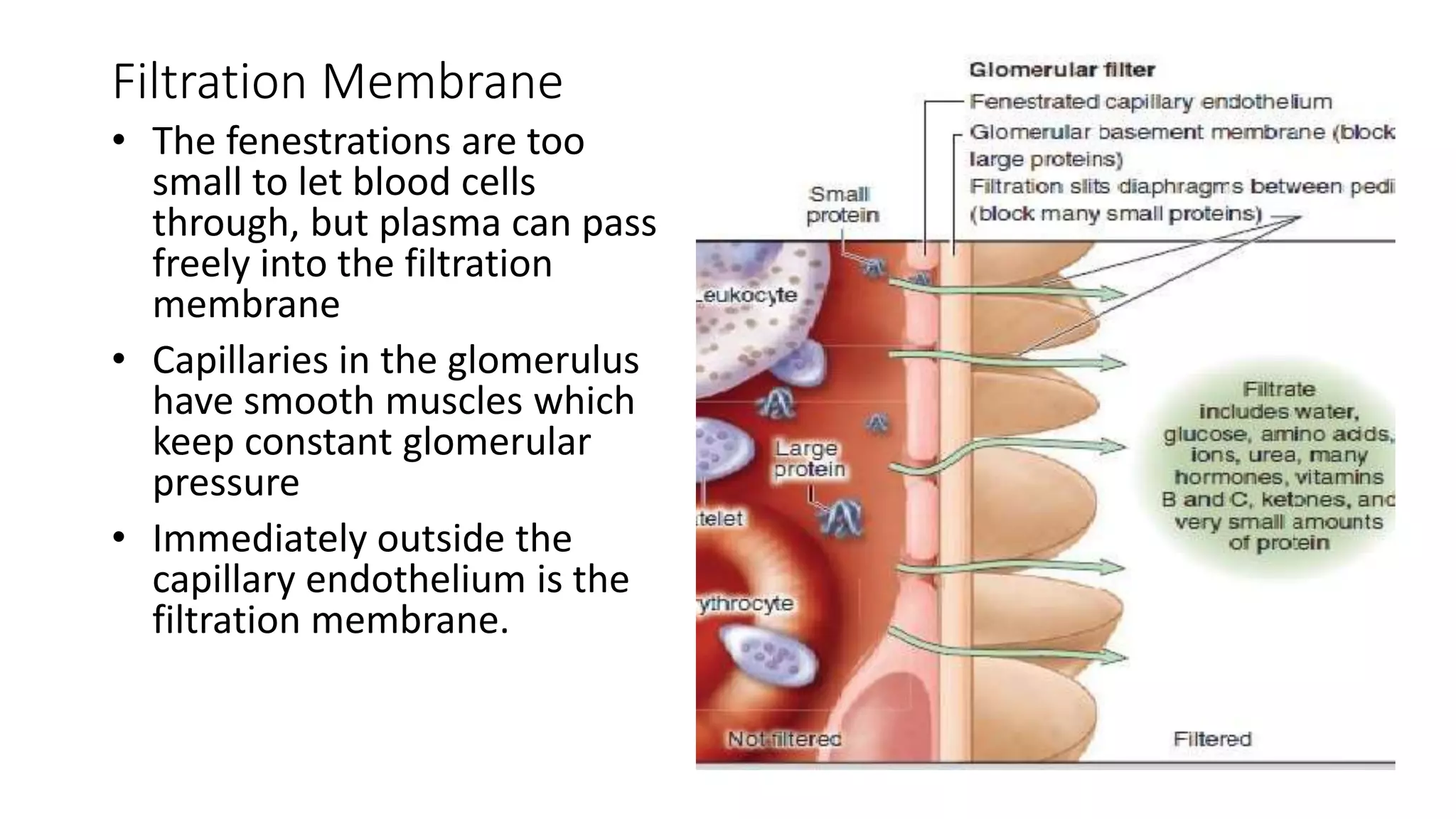 Filtration Membrane
• The fenestrations are too
small to let blood cells
through, but plasma can pass
freely into the filtration
membrane
• Capillaries in the glomerulus
have smooth muscles which
keep constant glomerular
pressure
• Immediately outside the
capillary endothelium is the
filtration membrane.
 