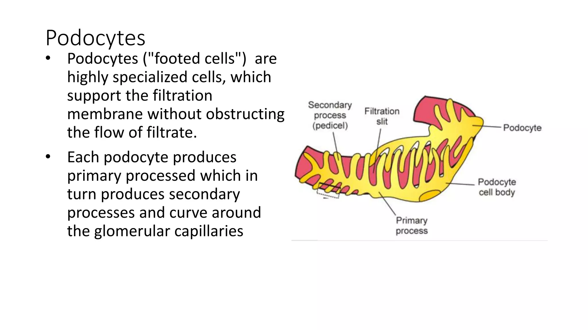 Podocytes
• Podocytes ("footed cells") are
highly specialized cells, which
support the filtration
membrane without obstructing
the flow of filtrate.
• Each podocyte produces
primary processed which in
turn produces secondary
processes and curve around
the glomerular capillaries
 