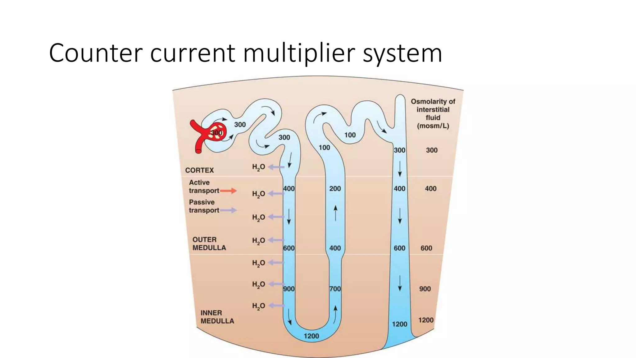 Counter current multiplier system
 