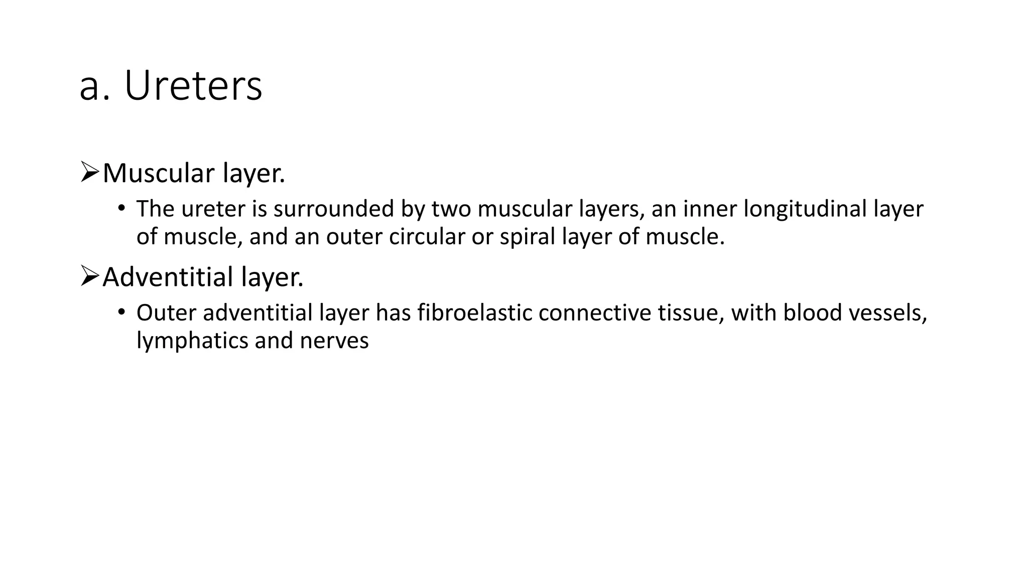 a. Ureters
Muscular layer.
• The ureter is surrounded by two muscular layers, an inner longitudinal layer
of muscle, and an outer circular or spiral layer of muscle.
Adventitial layer.
• Outer adventitial layer has fibroelastic connective tissue, with blood vessels,
lymphatics and nerves
 