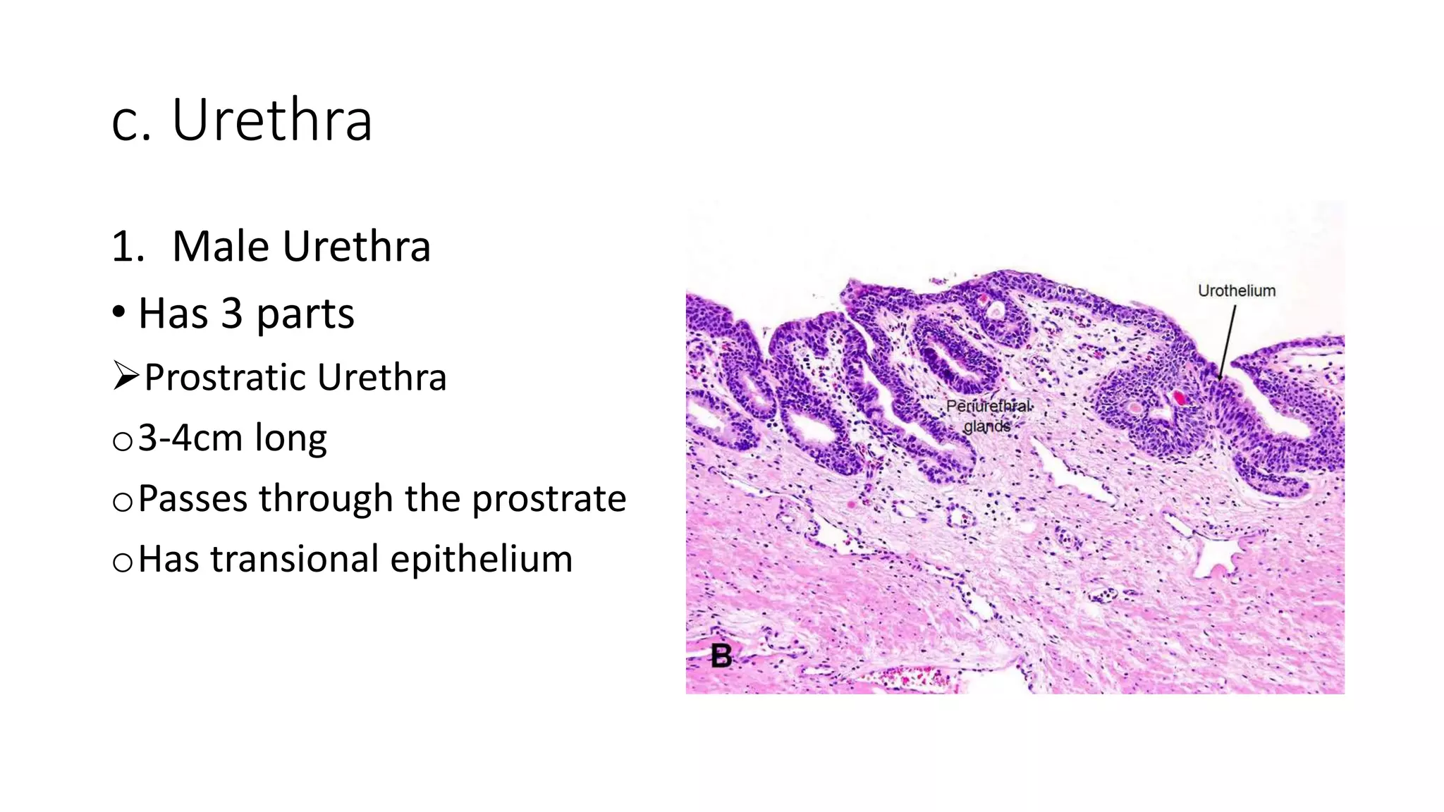 c. Urethra
1. Male Urethra
• Has 3 parts
Prostratic Urethra
o3-4cm long
oPasses through the prostrate
oHas transional epithelium
 