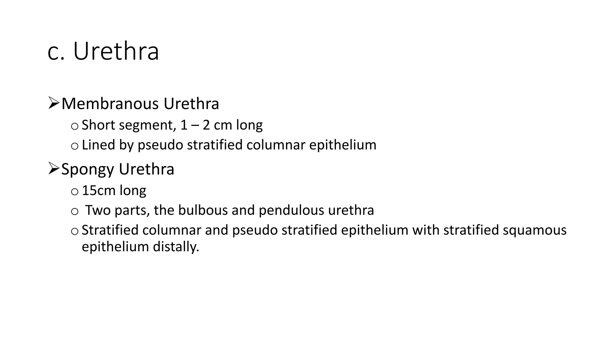 c. Urethra
Membranous Urethra
oShort segment, 1 – 2 cm long
oLined by pseudo stratified columnar epithelium
Spongy Urethra
o15cm long
o Two parts, the bulbous and pendulous urethra
oStratified columnar and pseudo stratified epithelium with stratified squamous
epithelium distally.
 