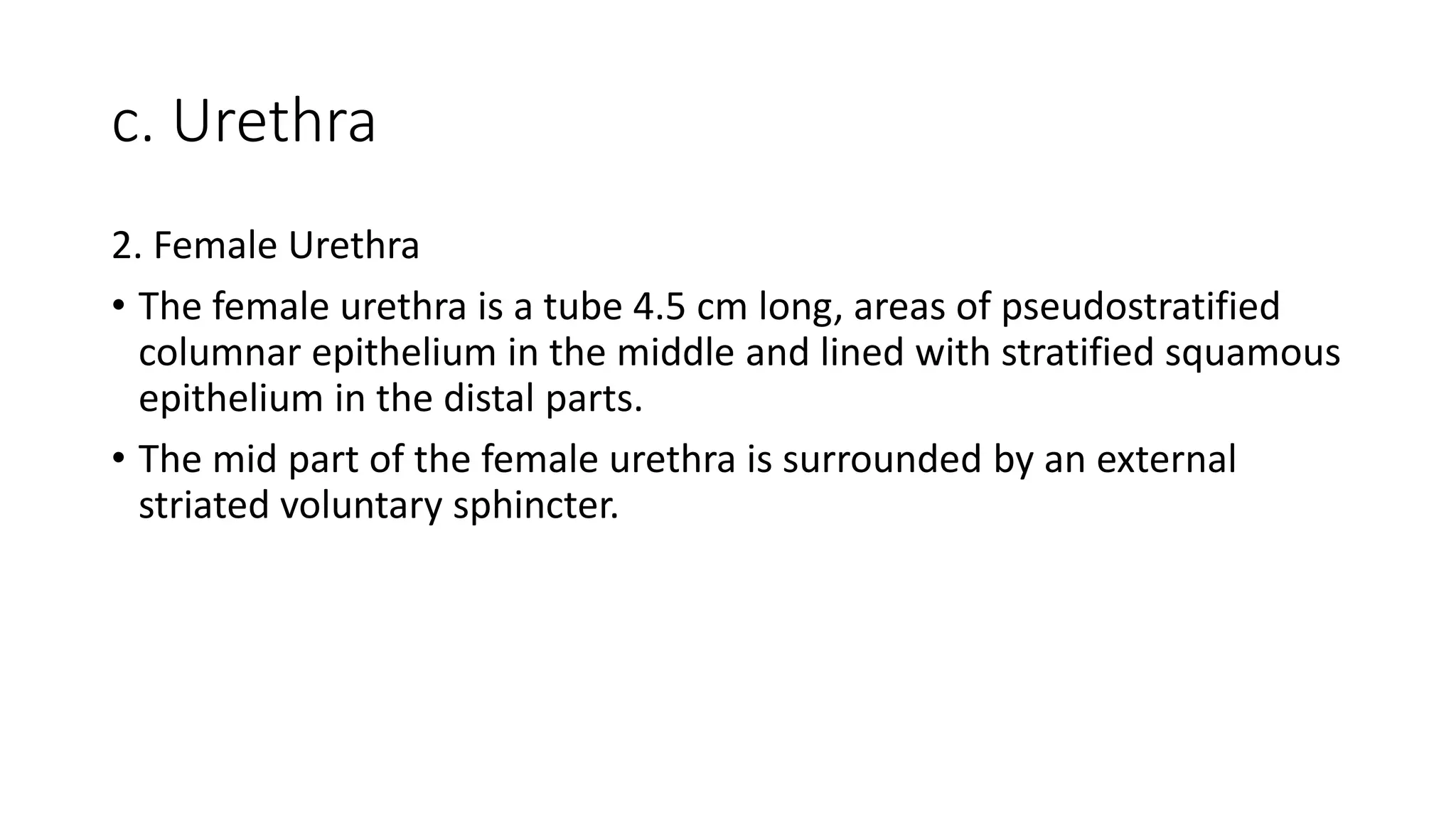 c. Urethra
2. Female Urethra
• The female urethra is a tube 4.5 cm long, areas of pseudostratified
columnar epithelium in the middle and lined with stratified squamous
epithelium in the distal parts.
• The mid part of the female urethra is surrounded by an external
striated voluntary sphincter.
 