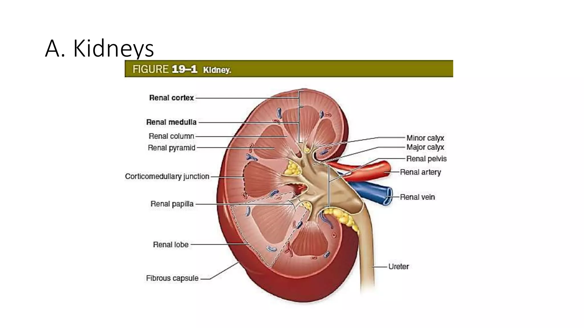 A. Kidneys
 