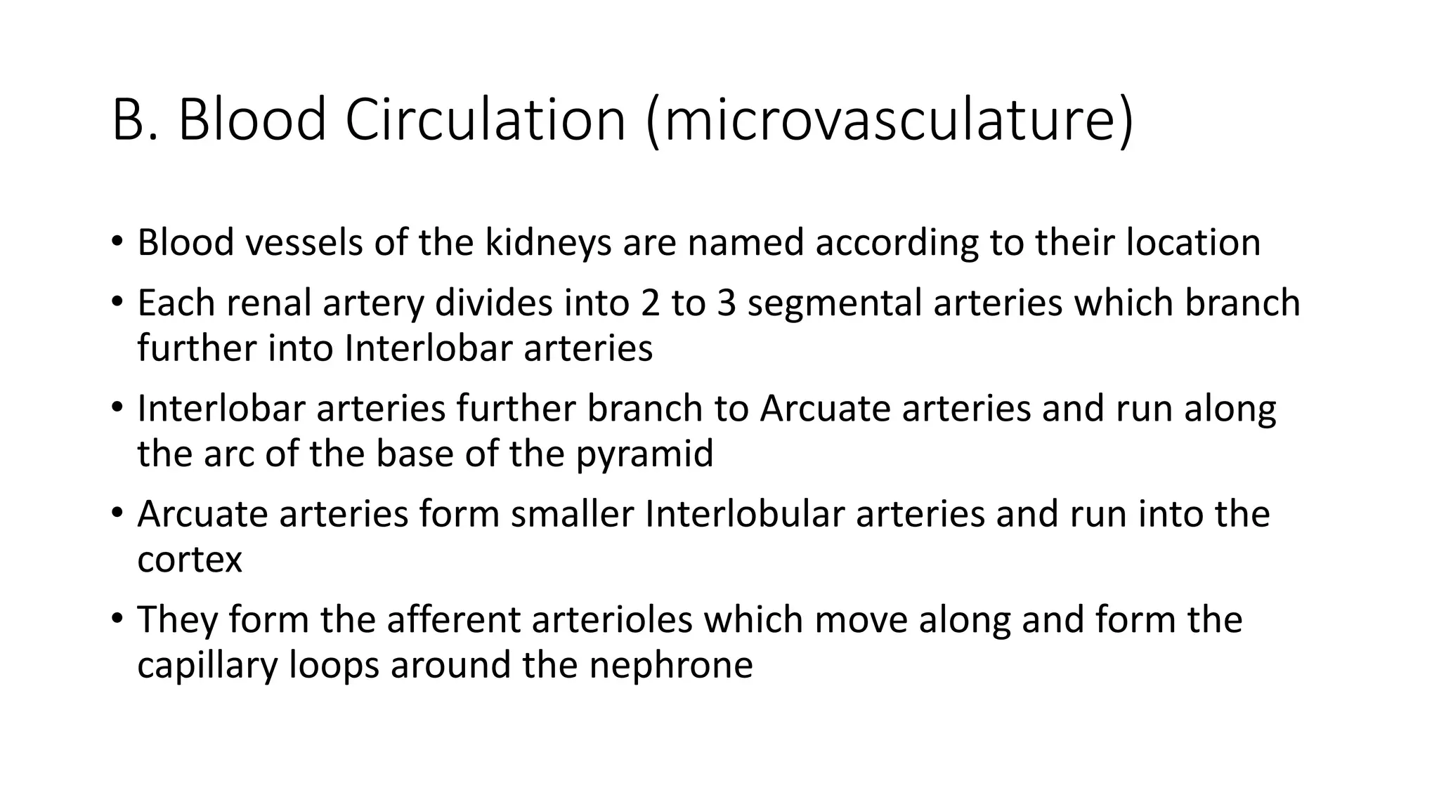 B. Blood Circulation (microvasculature)
• Blood vessels of the kidneys are named according to their location
• Each renal artery divides into 2 to 3 segmental arteries which branch
further into Interlobar arteries
• Interlobar arteries further branch to Arcuate arteries and run along
the arc of the base of the pyramid
• Arcuate arteries form smaller Interlobular arteries and run into the
cortex
• They form the afferent arterioles which move along and form the
capillary loops around the nephrone
 