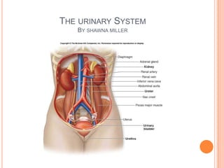 The urinary SystemBy shawna miller 