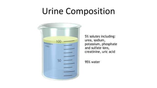 Urine Composition
 