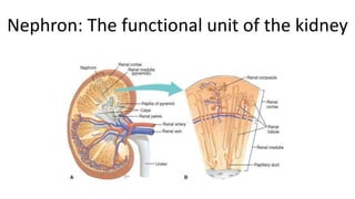 Nephron: The functional unit of the kidney
 