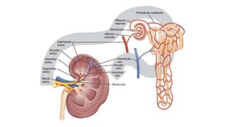 The urinary system