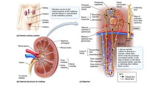 The urinary system