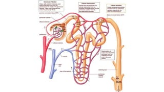 The urinary system