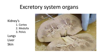 Excretory system organs
Kidney’s
1. Cortex
2. Medulla
3. Pelvis
Lungs
Liver
Skin
 