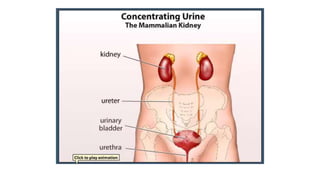 The urinary system