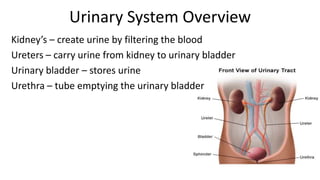 Urinary System Overview
Kidney’s – create urine by filtering the blood
Ureters – carry urine from kidney to urinary bladder
Urinary bladder – stores urine
Urethra – tube emptying the urinary bladder
 