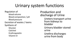 Urinary system functions
Regulation of
blood volume
Blood composition / pH
Blood pressure
Excretion of wastes / toxins
Synthesis of
Glucose
Calcitrol
Erythropoietin
Vitamin D
Production and
discharge of Urine
Ureters transport urine
from kidneys to
bladder
Urinary bladder stored
urine
Urethra discharges
urine from body
 