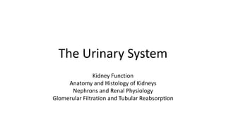 The Urinary System
Kidney Function
Anatomy and Histology of Kidneys
Nephrons and Renal Physiology
Glomerular Filtration and Tubular Reabsorption
 