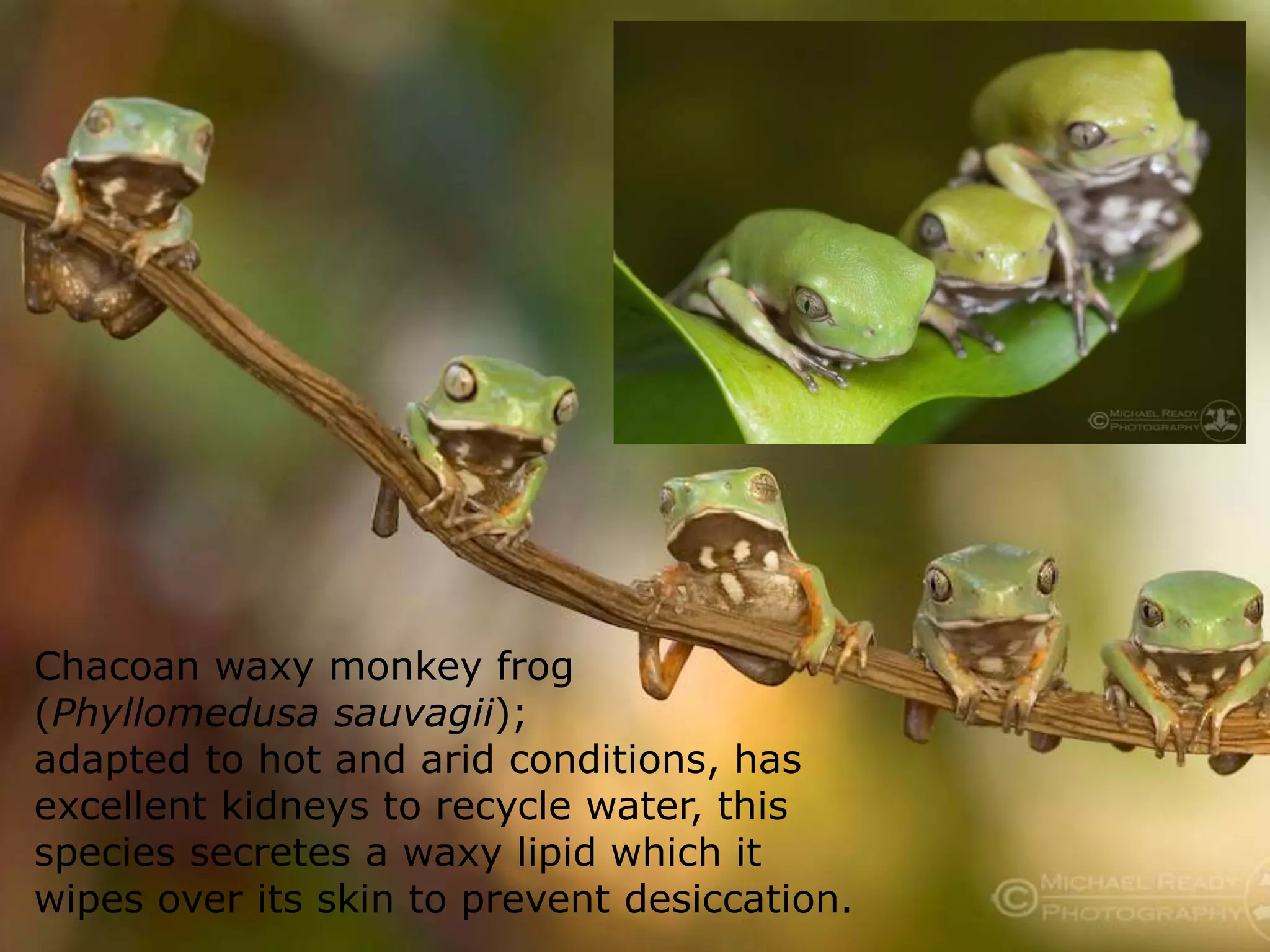 Chacoan waxy monkey frog
(Phyllomedusa sauvagii);
adapted to hot and arid conditions, has
excellent kidneys to recycle water, this
species secretes a waxy lipid which it
wipes over its skin to prevent desiccation.
 