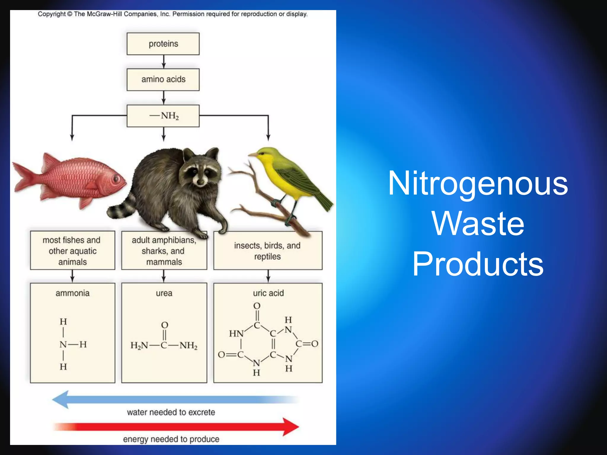Nitrogenous
Waste
Products
 
