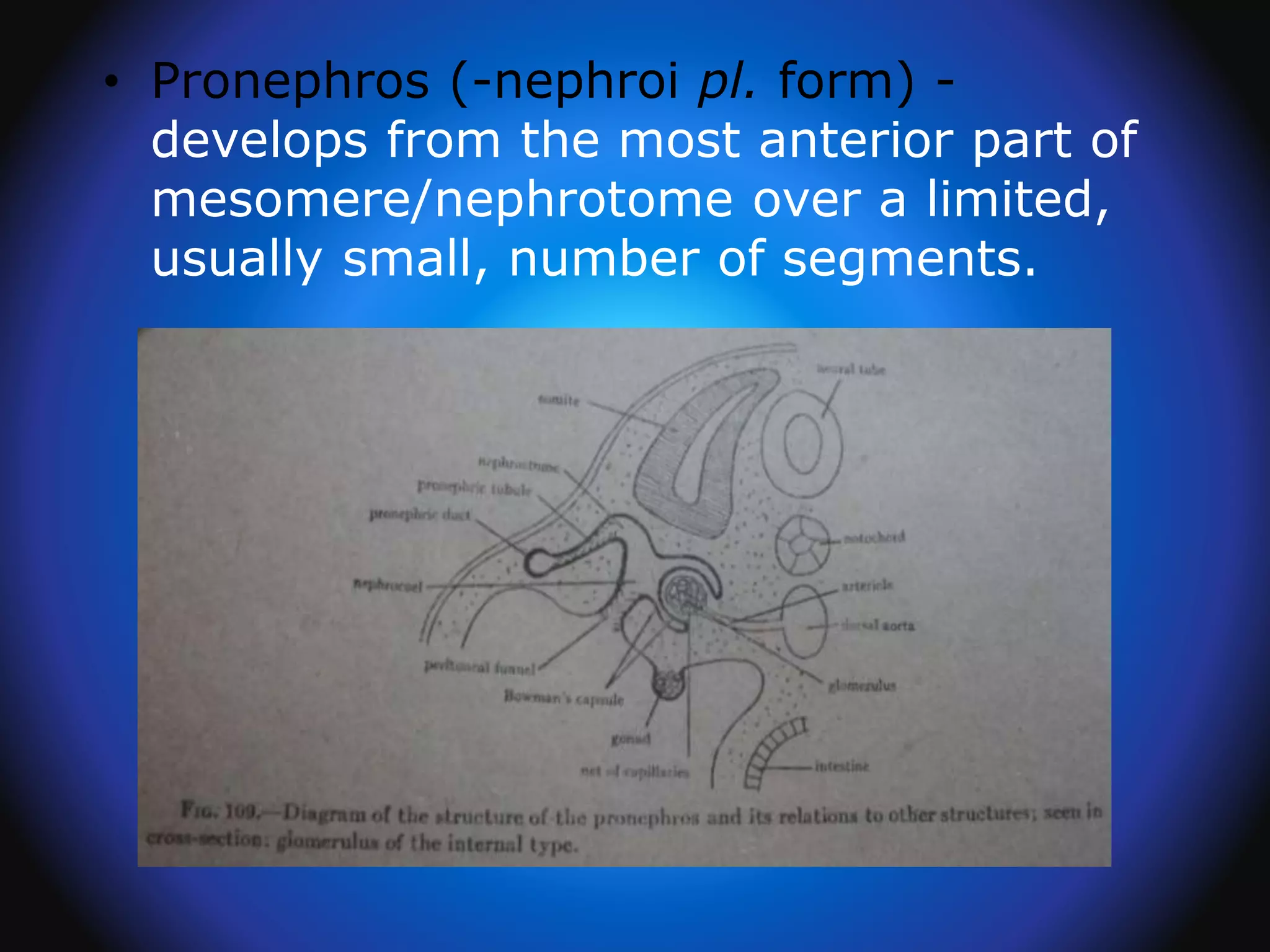 • Pronephros (-nephroi pl. form) -
develops from the most anterior part of
mesomere/nephrotome over a limited,
usually small, number of segments.
 