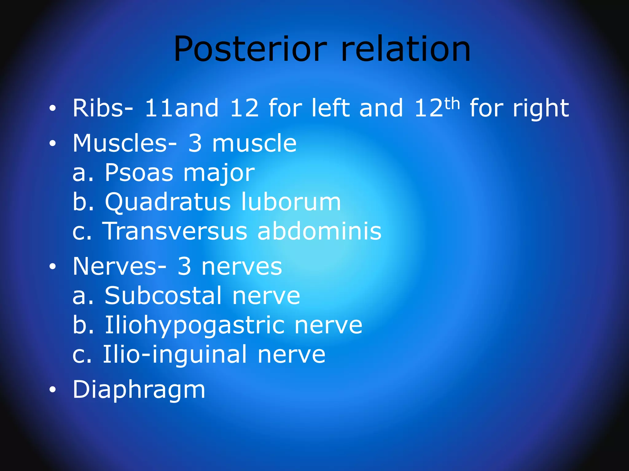 Posterior relation
• Ribs- 11and 12 for left and 12th for right
• Muscles- 3 muscle
a. Psoas major
b. Quadratus luborum
c. Transversus abdominis
• Nerves- 3 nerves
a. Subcostal nerve
b. Iliohypogastric nerve
c. Ilio-inguinal nerve
• Diaphragm
 