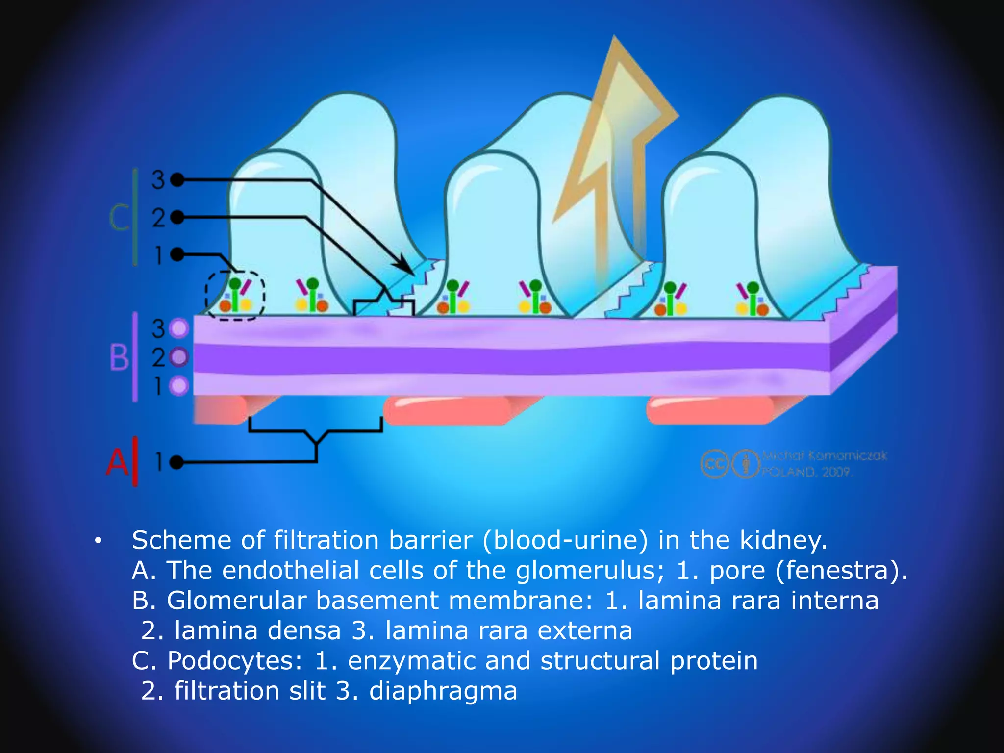 • Scheme of filtration barrier (blood-urine) in the kidney.
A. The endothelial cells of the glomerulus; 1. pore (fenestra).
B. Glomerular basement membrane: 1. lamina rara interna
2. lamina densa 3. lamina rara externa
C. Podocytes: 1. enzymatic and structural protein
2. filtration slit 3. diaphragma
 