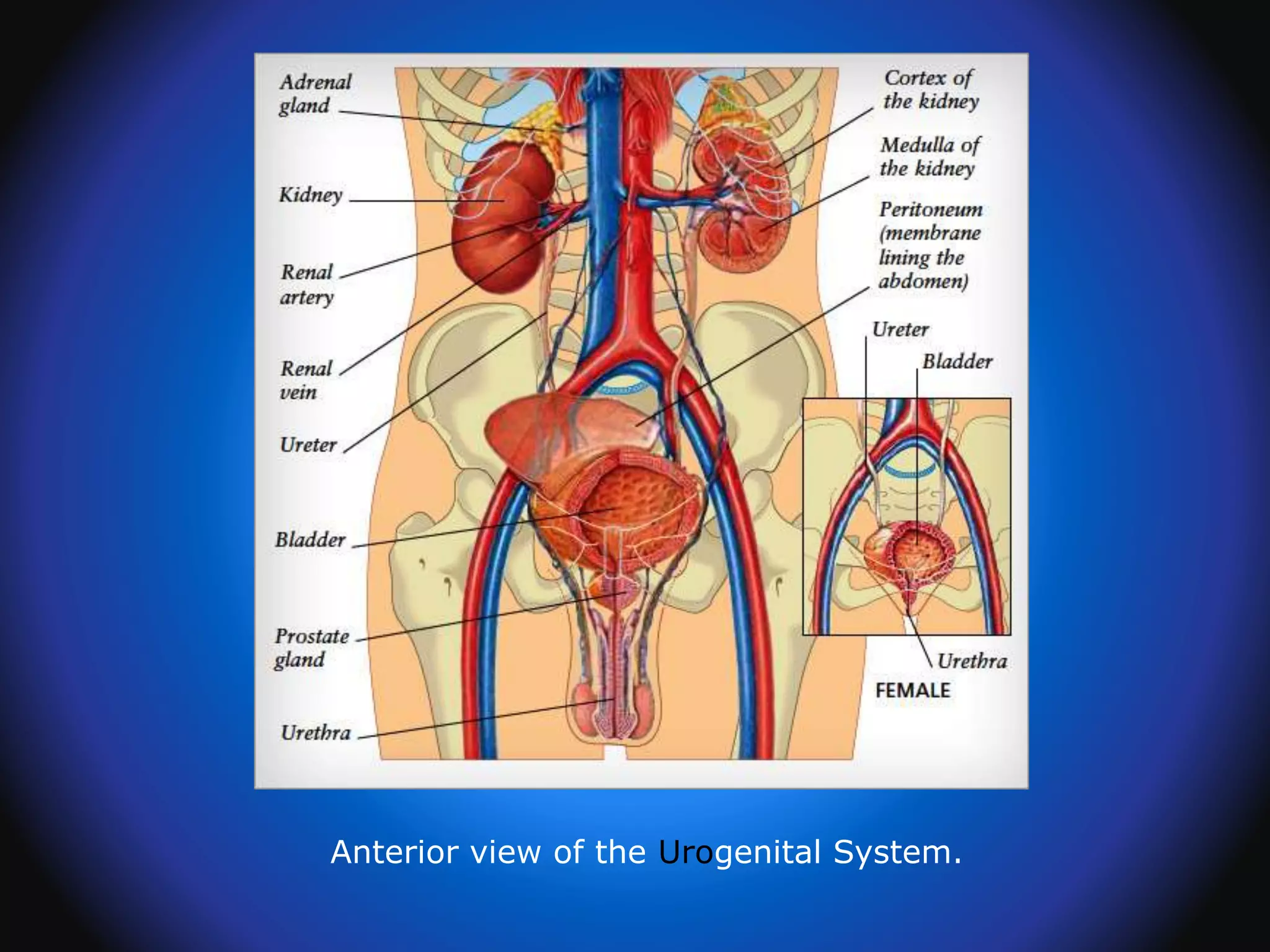 Anterior view of the Urogenital System.
 