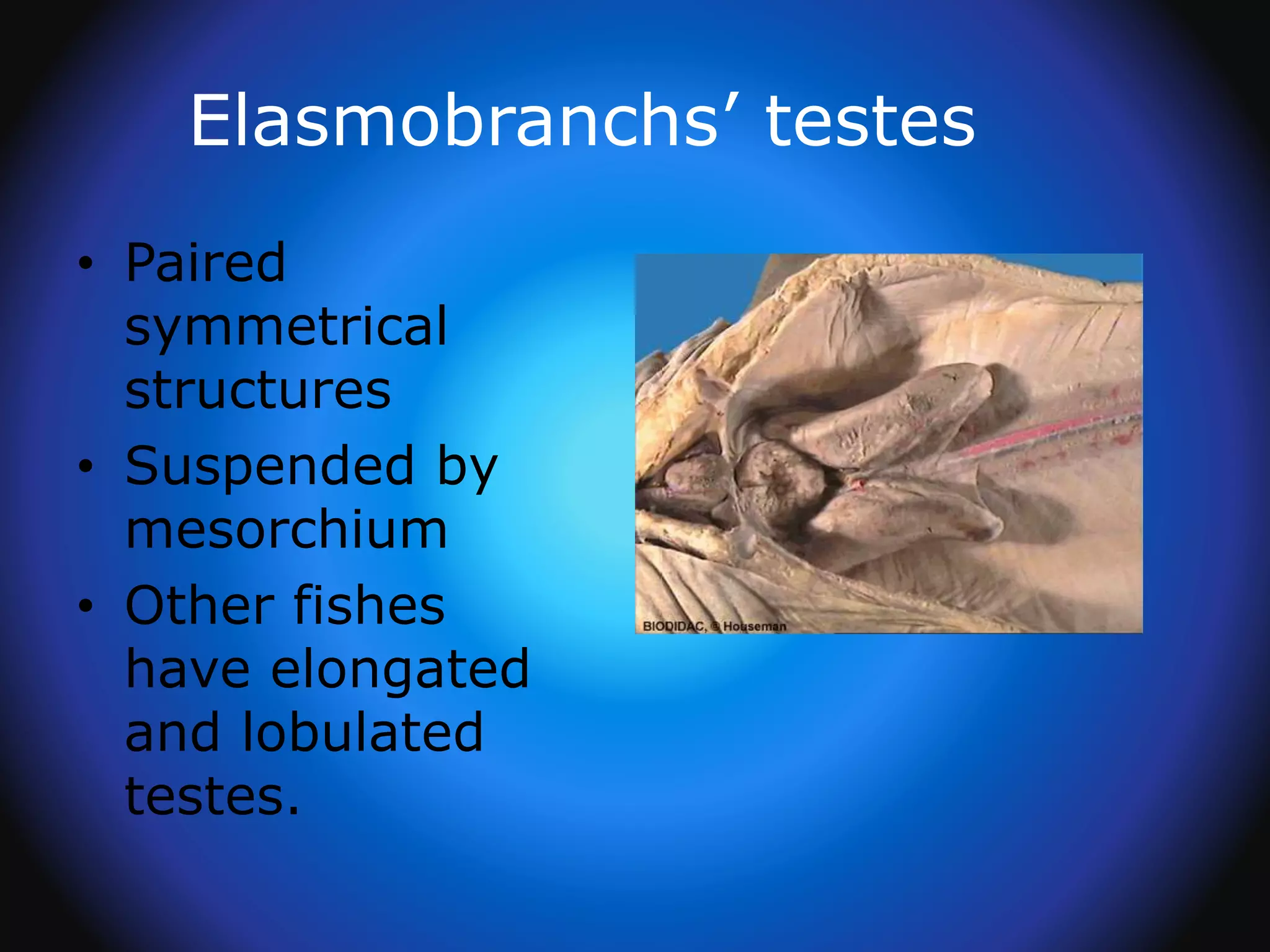Elasmobranchs’ testes
• Paired
symmetrical
structures
• Suspended by
mesorchium
• Other fishes
have elongated
and lobulated
testes.
 