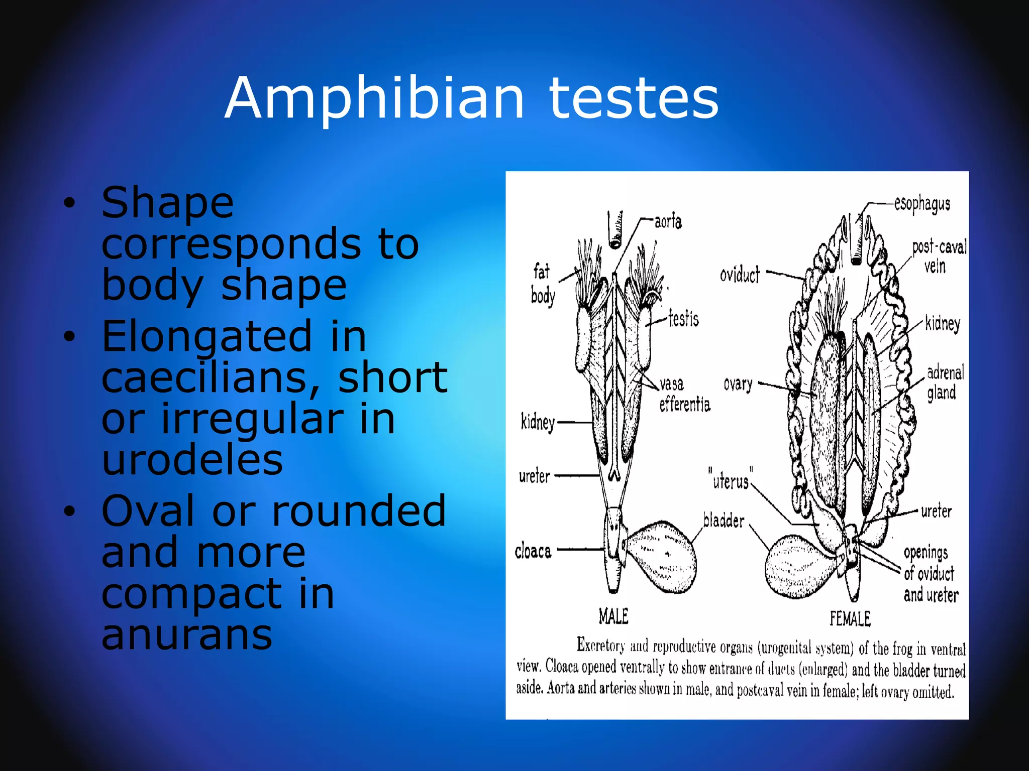 Amphibian testes
• Shape
corresponds to
body shape
• Elongated in
caecilians, short
or irregular in
urodeles
• Oval or rounded
and more
compact in
anurans
 