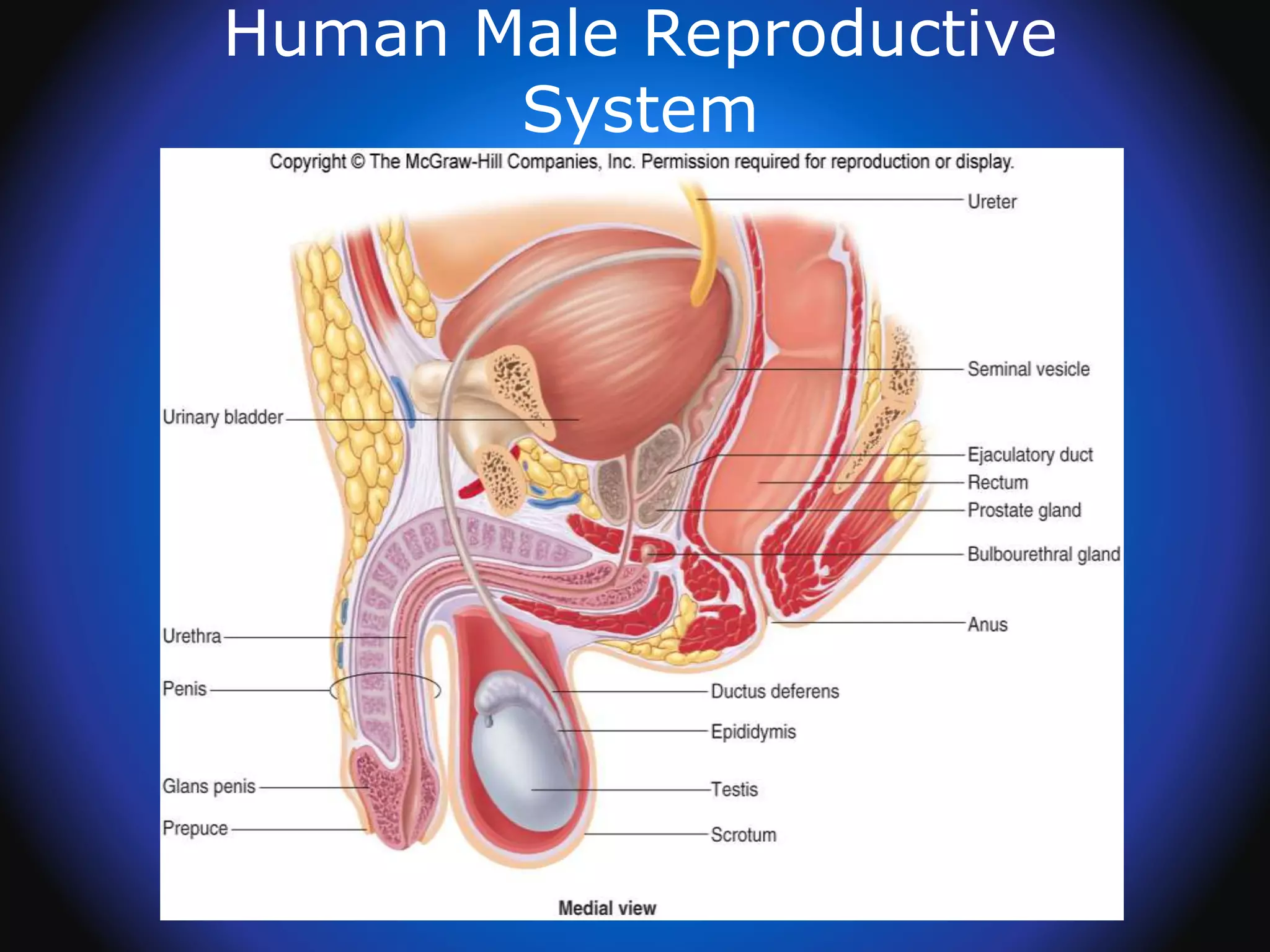 Human Male Reproductive
System
 