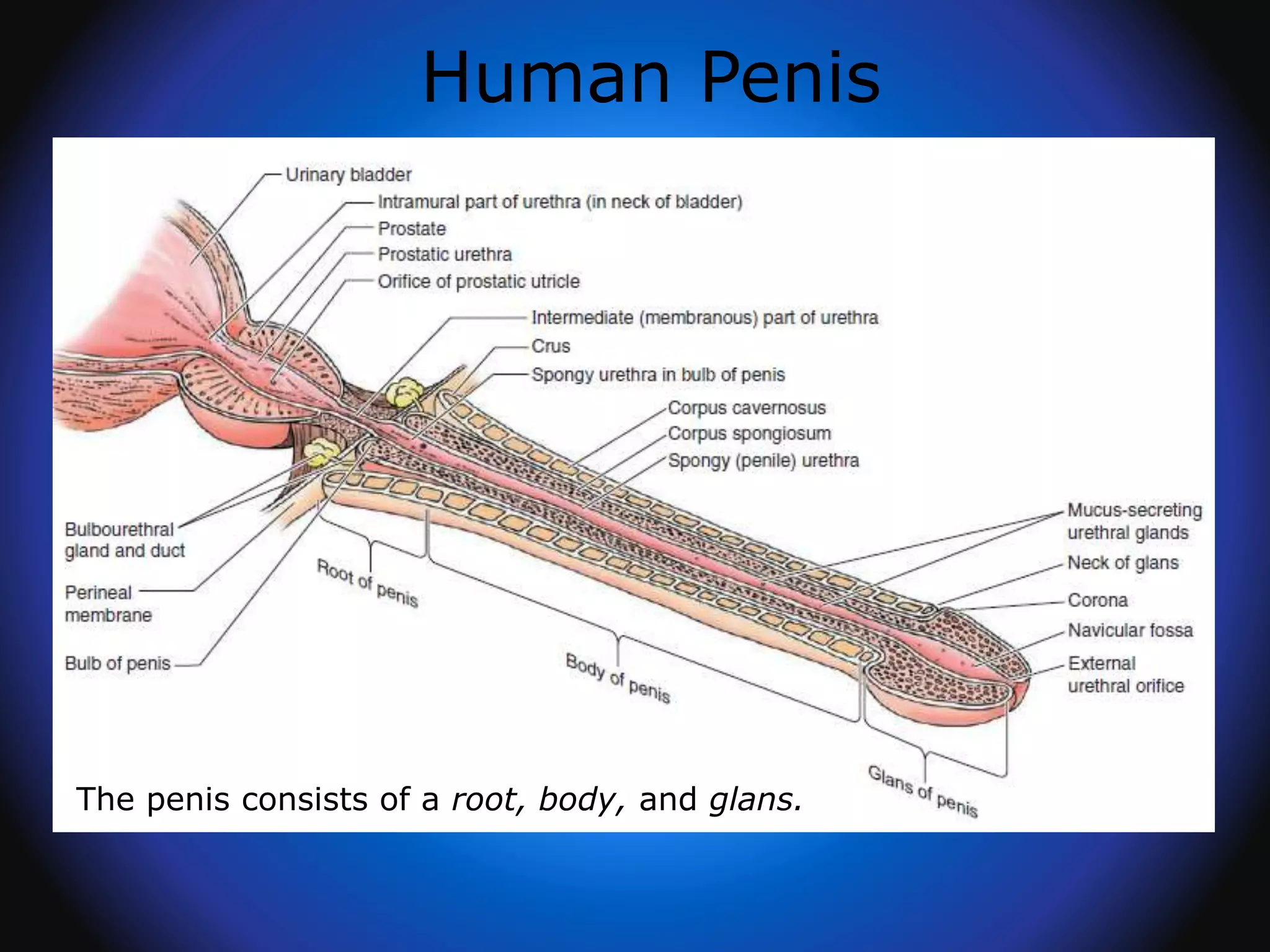 Human Penis
The penis consists of a root, body, and glans.
 