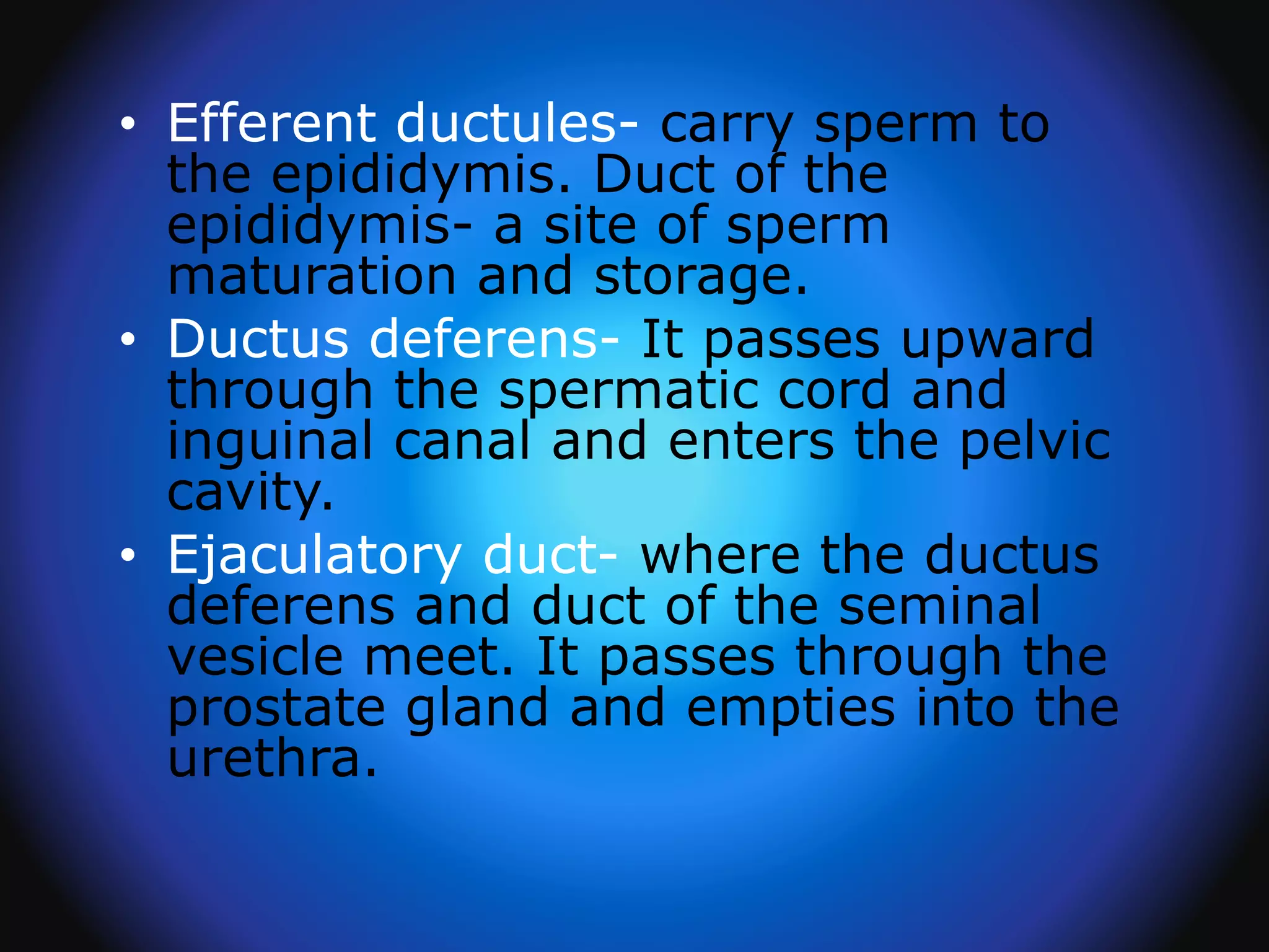 • Efferent ductules- carry sperm to
the epididymis. Duct of the
epididymis- a site of sperm
maturation and storage.
• Ductus deferens- It passes upward
through the spermatic cord and
inguinal canal and enters the pelvic
cavity.
• Ejaculatory duct- where the ductus
deferens and duct of the seminal
vesicle meet. It passes through the
prostate gland and empties into the
urethra.
 