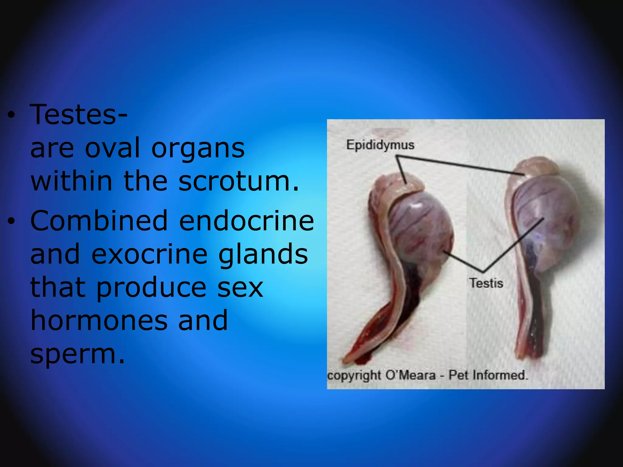 • Testes-
are oval organs
within the scrotum.
• Combined endocrine
and exocrine glands
that produce sex
hormones and
sperm.
 