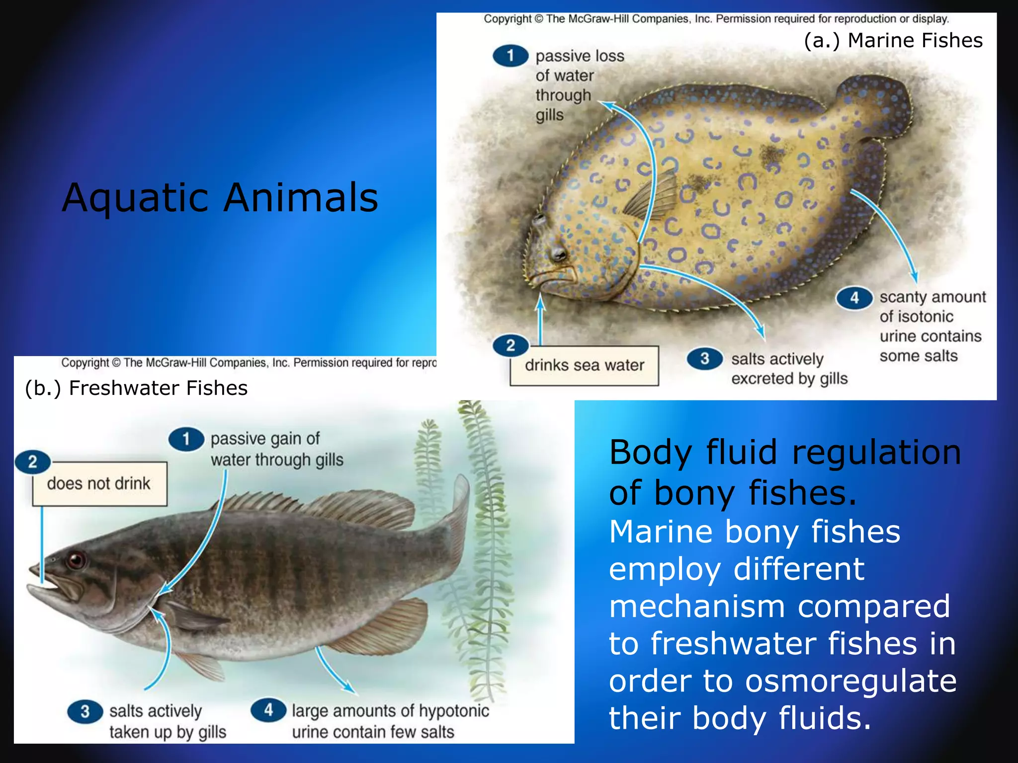 Body fluid regulation
of bony fishes.
Marine bony fishes
employ different
mechanism compared
to freshwater fishes in
order to osmoregulate
their body fluids.
Aquatic Animals
(b.) Freshwater Fishes
(a.) Marine Fishes
 