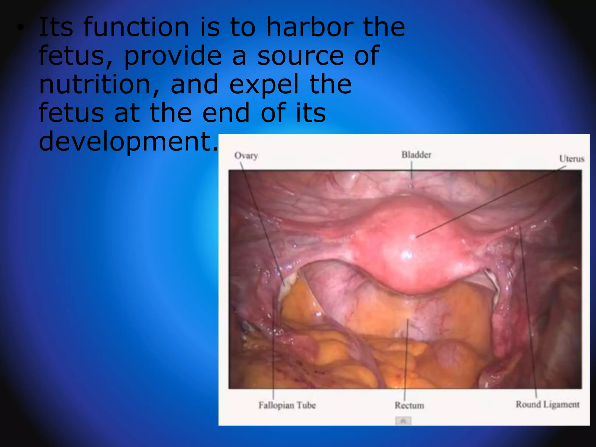 • Its function is to harbor the
fetus, provide a source of
nutrition, and expel the
fetus at the end of its
development.
 