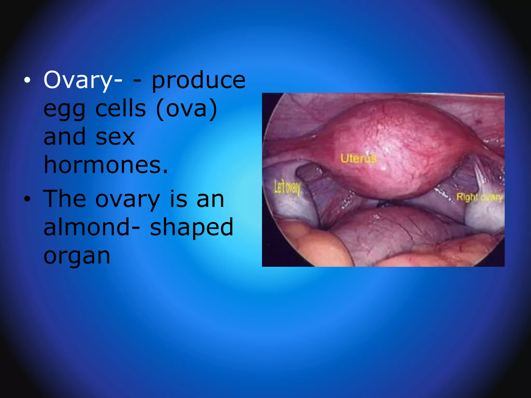 • Ovary- - produce
egg cells (ova)
and sex
hormones.
• The ovary is an
almond- shaped
organ
 