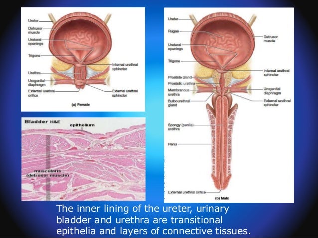 hermaphroditism