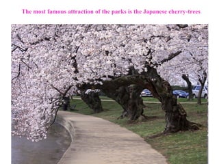 The most famous attraction of the parks is the Japanese cherry-trees 