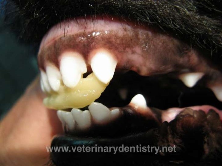 The use of acrylics in orthodontics and fracture repair in dogs and c…