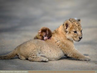Picture source from «Gorgeous animals»: http://gorgeousanimals.com/baby-lion-tiger-and-monkey-take-a-snuggle-break-at-animal-kindergarten/ 
 